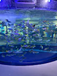 AQUARIUM × ART　atoaに投稿された画像（2026/7/12）