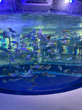 AQUARIUM × ART　atoaに投稿された画像（2026/7/12）