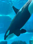 名古屋港水族館に投稿された画像（2026/7/12）