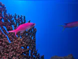 シン・マリホ水族館に投稿された画像（2026/7/12）
