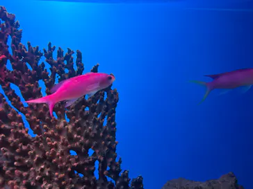 シン・マリホ水族館に投稿された画像（2026/7/12）