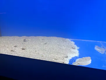 シン・マリホ水族館に投稿された画像（2026/7/12）