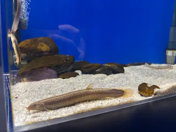 シン・マリホ水族館に投稿された画像（2026/7/12）