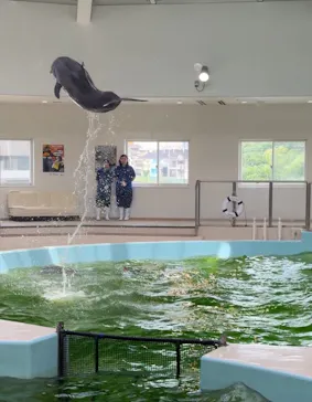 ノアドルフィンドームに投稿された画像（2026/7/12）