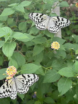 多摩動物公園に投稿された画像（2026/7/12）