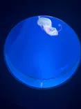 新江ノ島水族館に投稿された画像（2026/7/12）