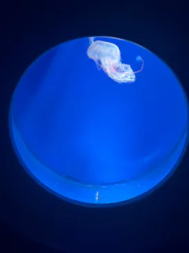 新江ノ島水族館に投稿された画像（2026/7/12）
