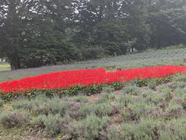 たんばらラベンダーパークに投稿された画像（2026/7/12）