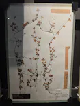 国立科学博物館に投稿された画像（2026/7/12）