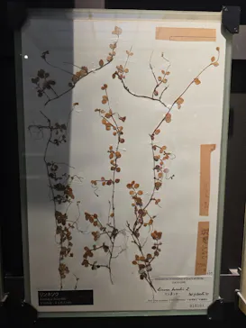 国立科学博物館に投稿された画像（2026/7/12）
