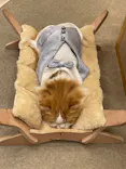 猫カフェモカ　イオンモール幕張新都心店に投稿された画像（2026/7/13）