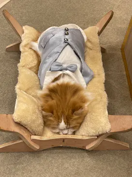 猫カフェモカ　イオンモール幕張新都心店に投稿された画像（2026/7/12）