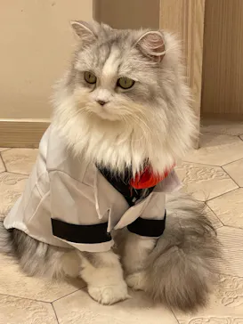 猫カフェモカ　イオンモール幕張新都心店に投稿された画像（2026/7/12）