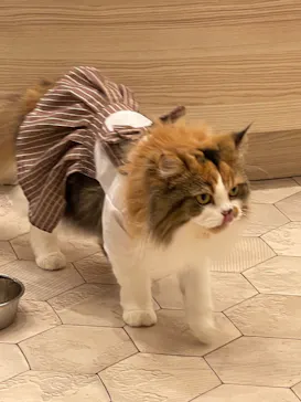 猫カフェモカ　イオンモール幕張新都心店に投稿された画像（2026/7/12）