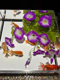 アートアクアリウム美術館 GINZAに投稿された画像（2026/7/13）