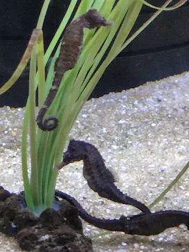 仙台うみの杜水族館に投稿された画像（2026/7/12）