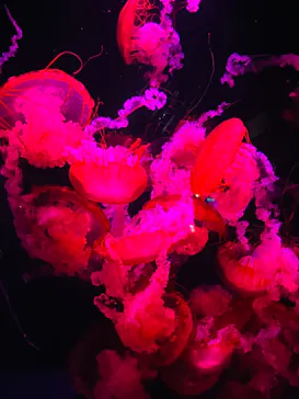 京都水族館に投稿された画像（2026/7/12）