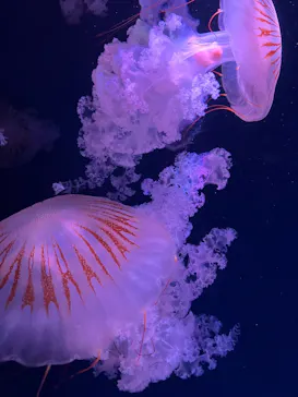 京都水族館に投稿された画像（2026/7/12）