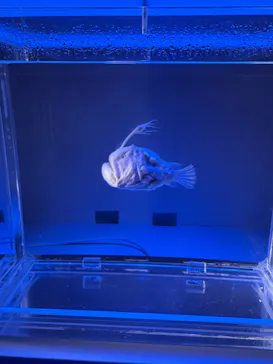 名古屋港水族館に投稿された画像（2026/7/12）