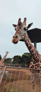 伊豆シャボテン動物公園に投稿された画像（2026/7/12）