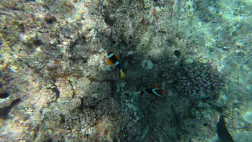 武藤潜水に投稿された画像（2026/7/13）