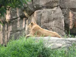 天王寺動物園に投稿された画像（2026/7/13）