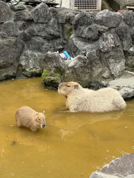 伊豆シャボテン動物公園に投稿された画像（2026/7/13）