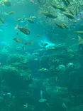 新江ノ島水族館に投稿された画像（2026/7/13）