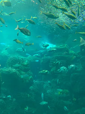 新江ノ島水族館に投稿された画像（2026/7/13）