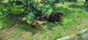 多摩動物公園に投稿された画像（2026/7/13）
