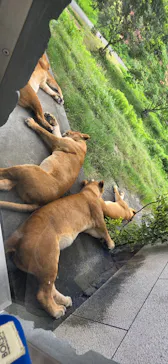 多摩動物公園に投稿された画像（2026/7/13）