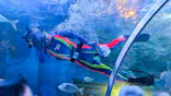 しながわ水族館に投稿された画像（2026/7/13）