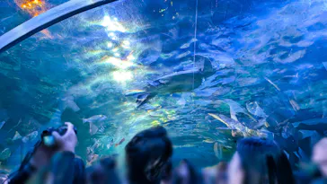 しながわ水族館に投稿された画像（2026/7/13）