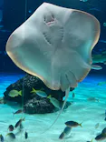 サンシャイン水族館に投稿された画像（2026/7/13）