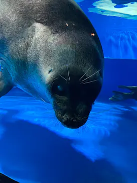 サンシャイン水族館に投稿された画像（2026/7/13）