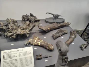 福井県立恐竜博物館に投稿された画像（2026/7/13）