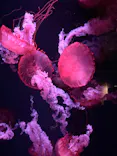 京都水族館に投稿された画像（2026/7/14）