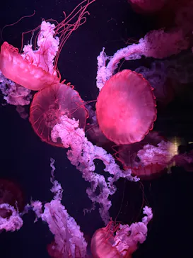 京都水族館に投稿された画像（2026/7/13）