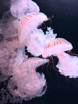 京都水族館に投稿された画像（2026/7/13）