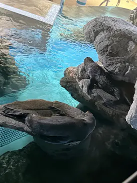 京都水族館に投稿された画像（2026/7/13）