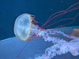 すみだ水族館に投稿された画像（2026/7/14）