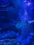 すみだ水族館に投稿された画像（2026/7/14）