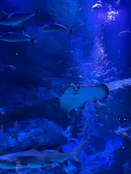 すみだ水族館に投稿された画像（2026/7/14）