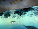 名古屋港水族館に投稿された画像（2026/7/14）