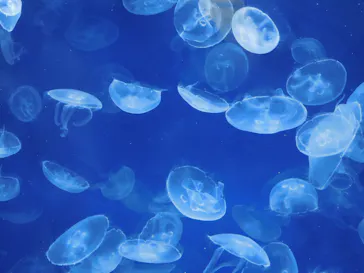葛西臨海水族園に投稿された画像（2026/7/14）
