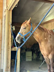 TANIMOTO HORSE RANCH（タニモトホースランチ）に投稿された画像（2026/7/14）