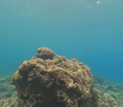 エバーブルー屋久島に投稿された画像（2026/7/14）