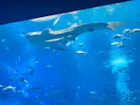 沖縄美ら海水族館に投稿された画像（2026/7/14）