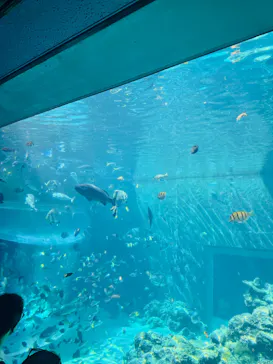 沖縄美ら海水族館に投稿された画像（2026/7/14）