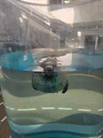 京都水族館に投稿された画像（2026/7/14）